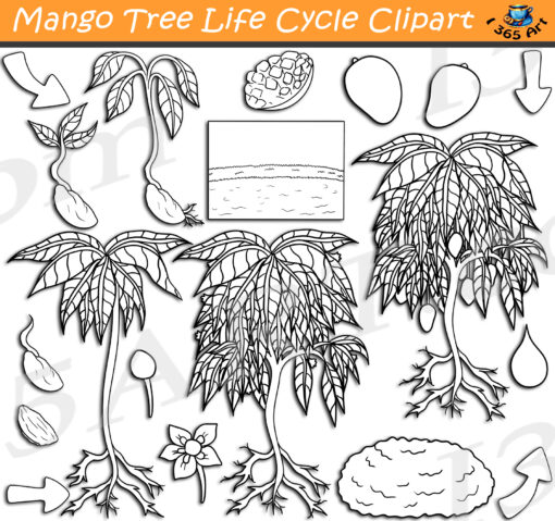 Mango Tree Life Cycle Clipart