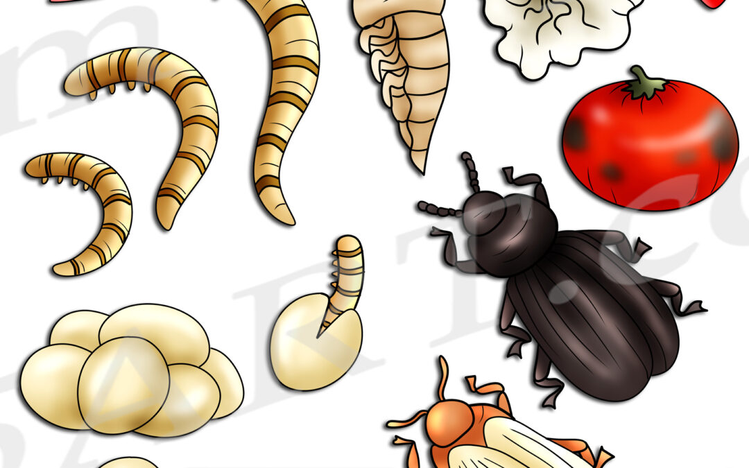 Mealworm Life Cycle Clipart Set Download