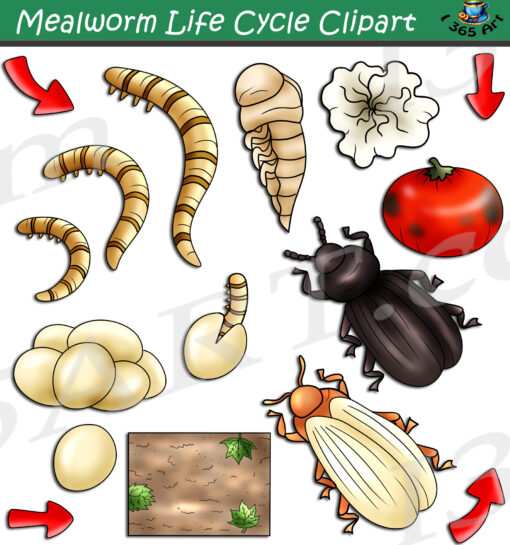 Mealworm Life Cycle Clipart
