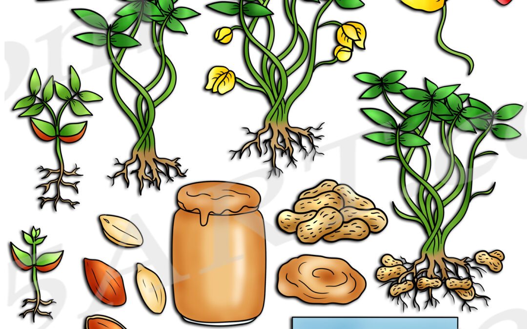 Peanut Plant Life Cycle Clipart Set Download