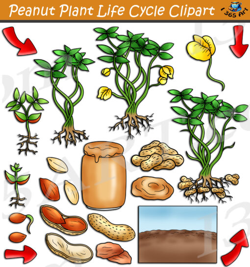 Peanut Plant Life Cycle Clipart
