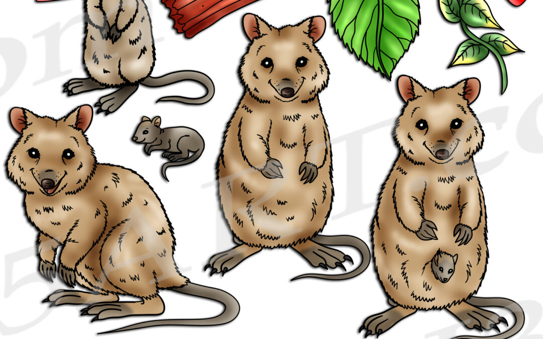 Quokka Life Cycle Clipart Set Download