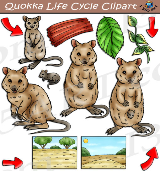 Quokka Life Cycle Clipart