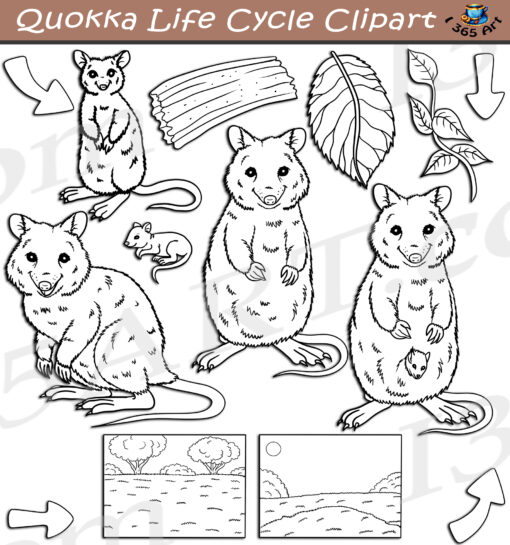 Quokka Life Cycle Clipart