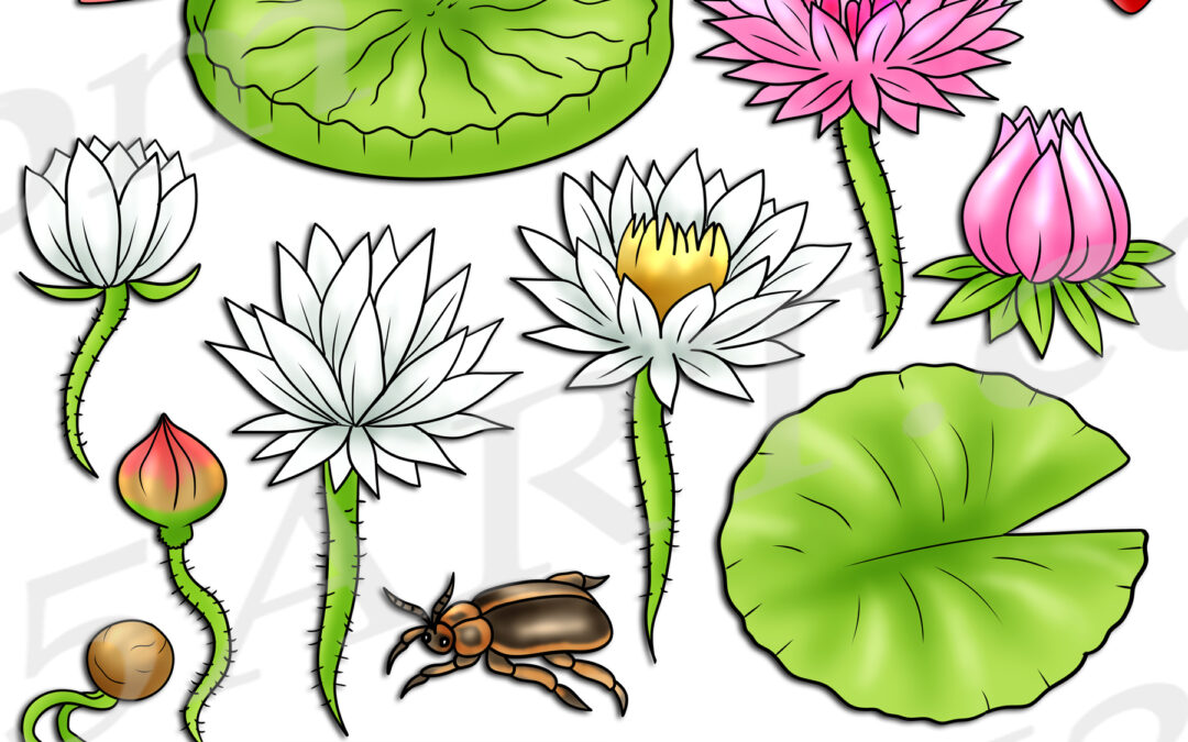 Water Lily Life Cycle Clipart Set Download