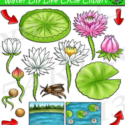 Water Lily Life Cycle Clipart