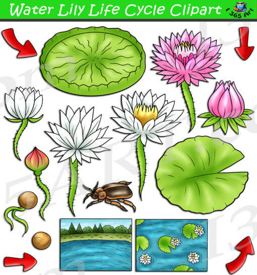 Water Lily Life Cycle Clipart