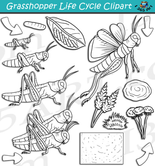 Grasshopper Life Cycle Clipart