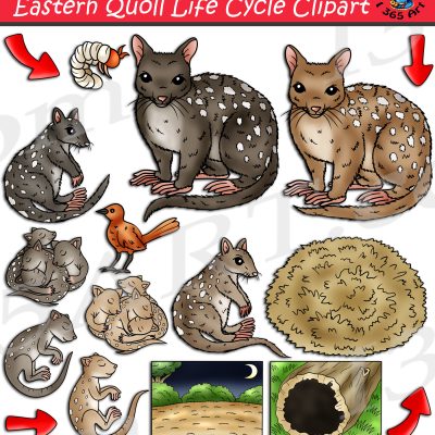 Eastern Quoll Life Cycle Clipart