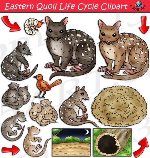Eastern Quoll Life Cycle Clipart
