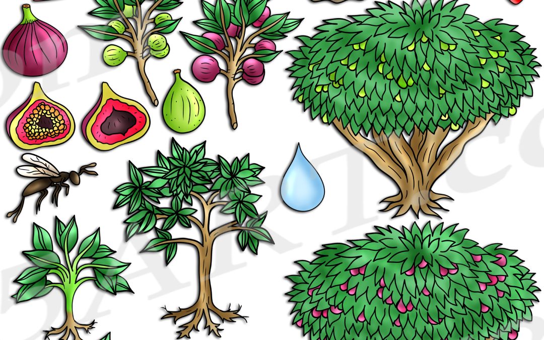Fig Tree Life Cycle Clipart Set Download