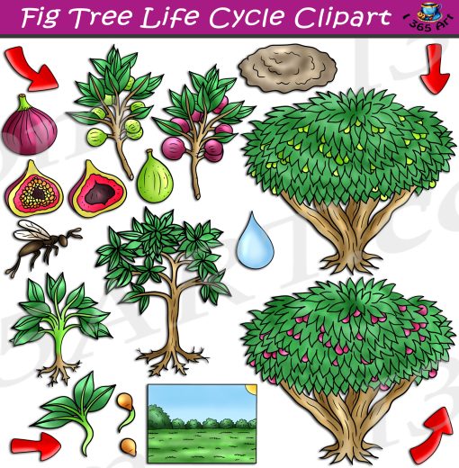 Fig Tree Life Cycle Clipart