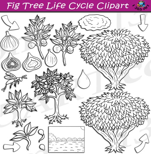 Fig Tree Life Cycle Clipart