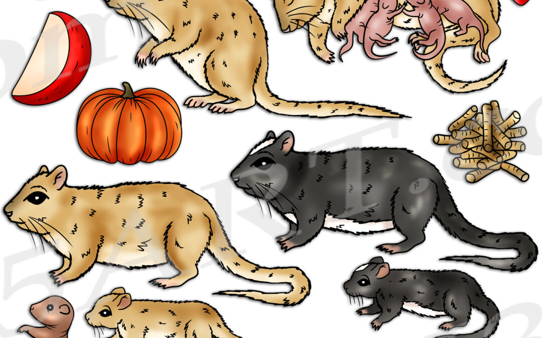 Gerbil Life Cycle Clipart Set Download