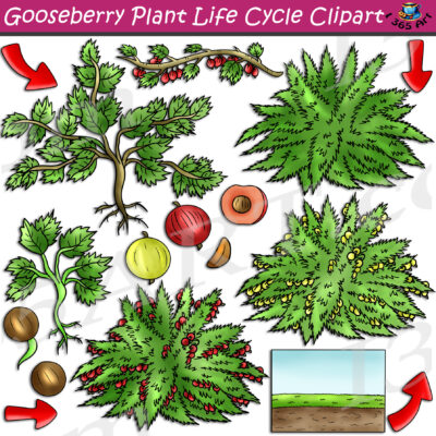 Gooseberry Plant Life Cycle Clipart