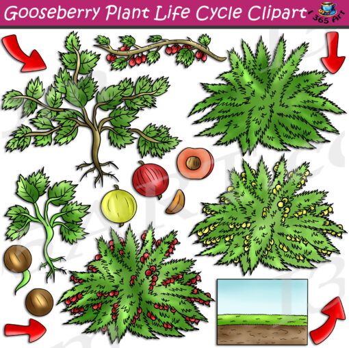 Gooseberry Plant Life Cycle Clipart