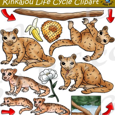 Kinkajou Life Cycle Clipart