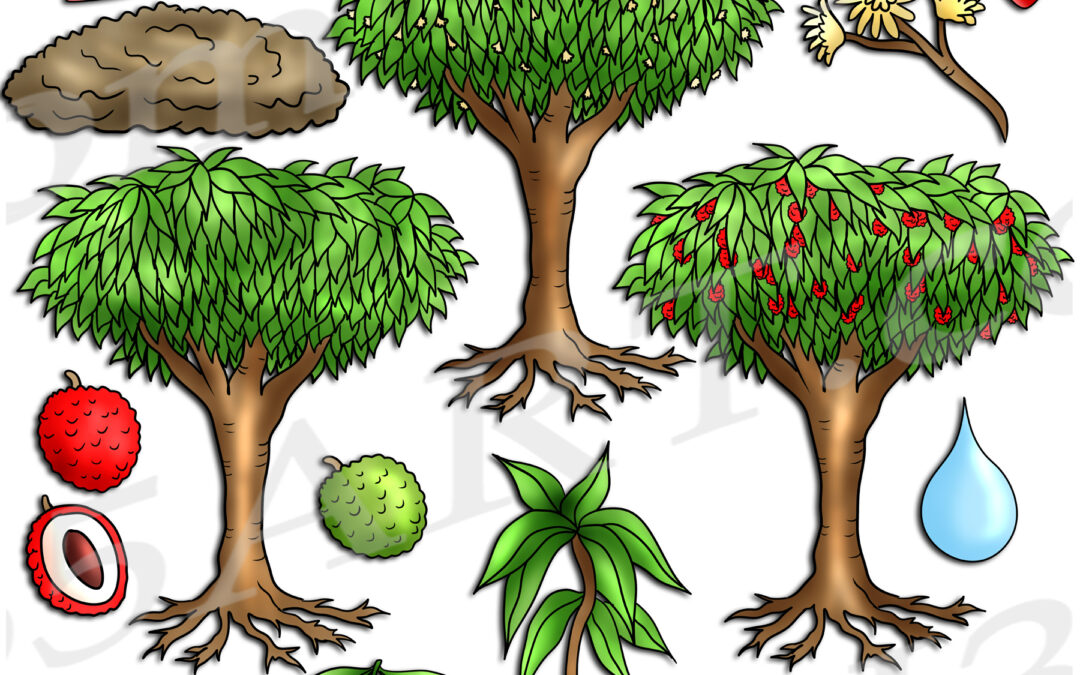 Lychee Tree Life Cycle Clipart Set Download