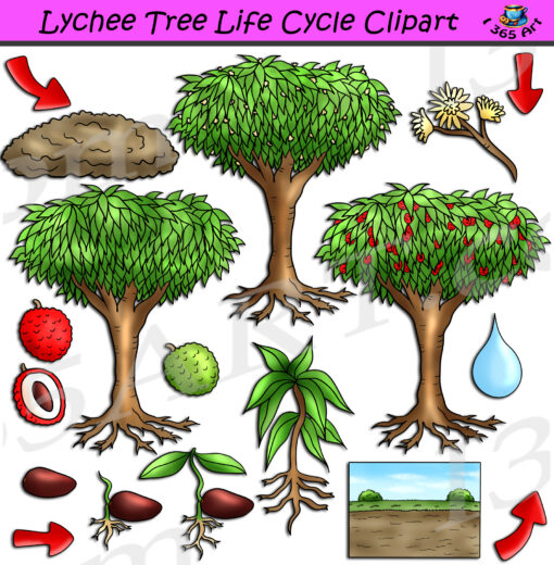 Lychee Tree Life Cycle Clipart
