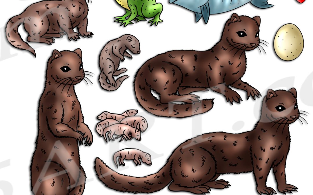 Mink Life Cycle Clipart Set Download