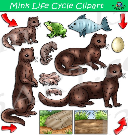 Mink Life Cycle Clipart