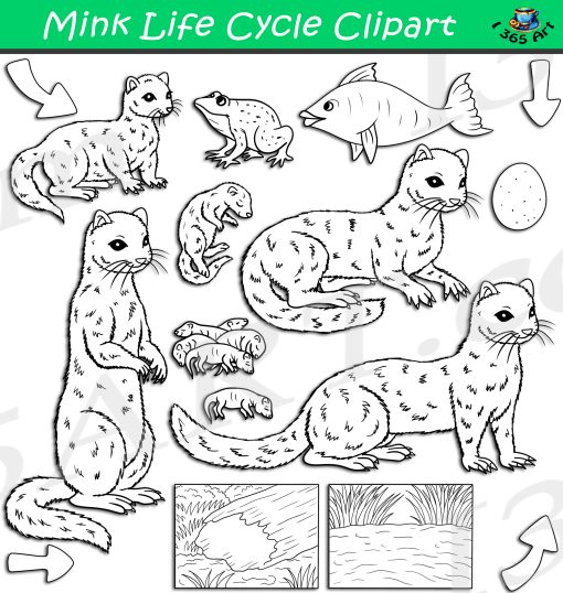 Mink Life Cycle Clipart