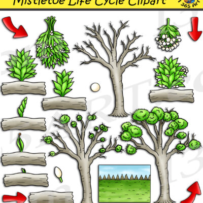 Mistletoe Life Cycle Clipart