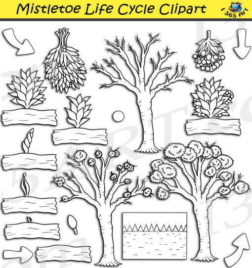 Mistletoe Life Cycle Clipart