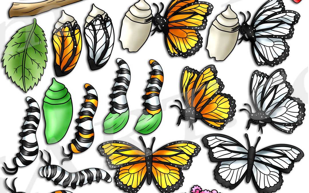 Monarch Butterfly Life Cycle Clipart Set Download
