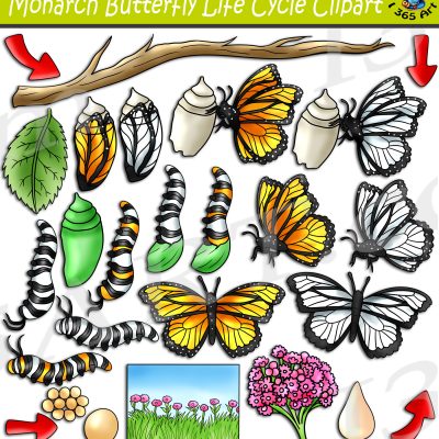 Monarch Butterfly Life Cycle Clipart