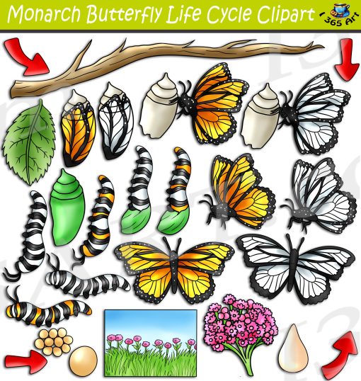 Monarch Butterfly Life Cycle Clipart