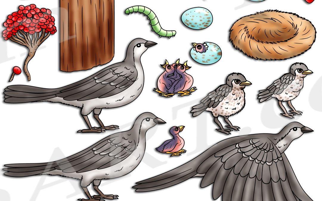 Northern Mockingbird Life Cycle Clipart Set Download
