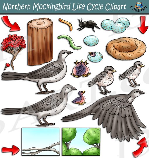 Northern Mockingbird Life Cycle Clipart