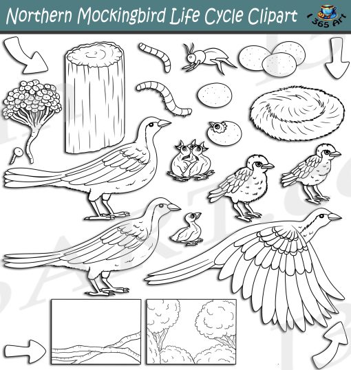 Northern Mockingbird Life Cycle Clipart