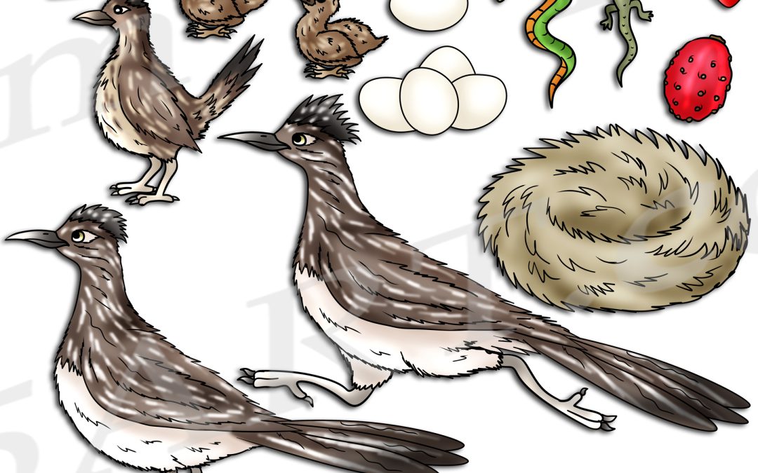 Roadrunner Life Cycle Clipart Set Download