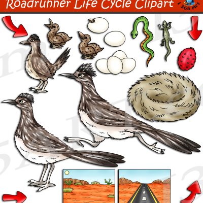 Roadrunner Life Cycle Clipart