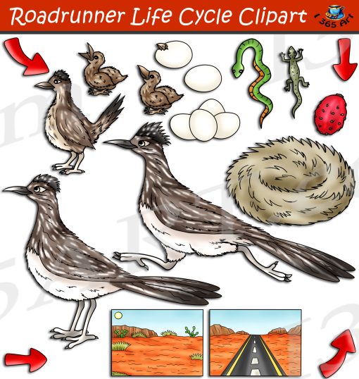 Roadrunner Life Cycle Clipart