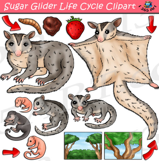 Sugar Glider Life Cycle Clipart