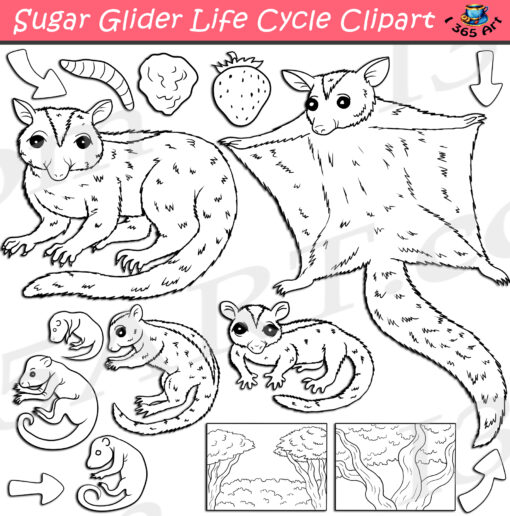 Sugar Glider Life Cycle Clipart