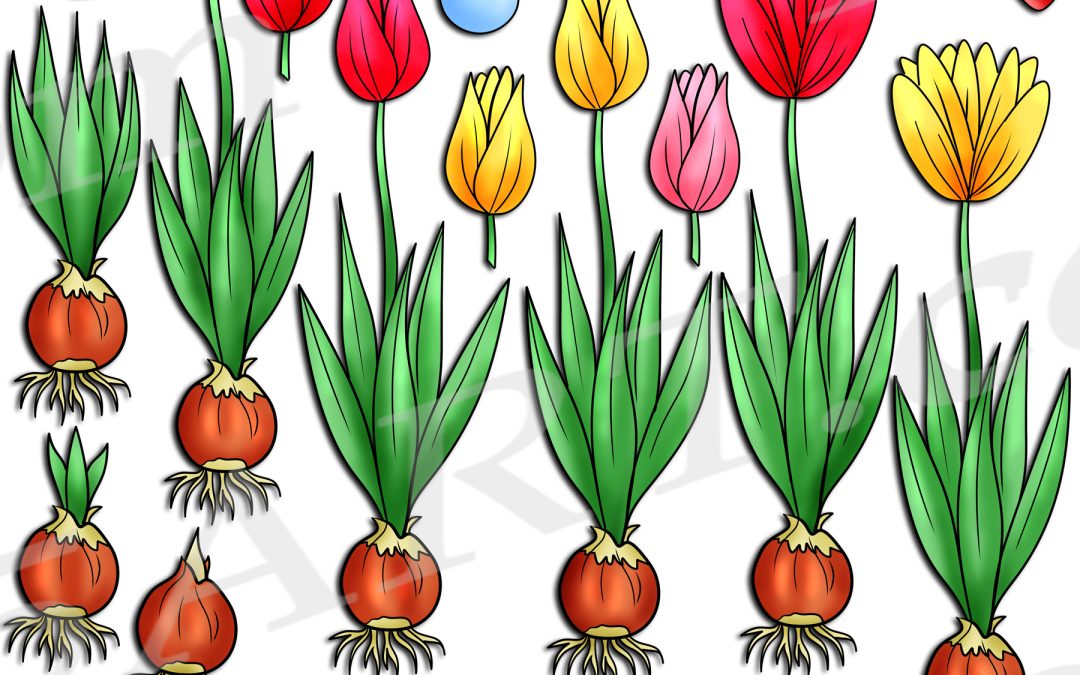 Tulip Life Cycle Clipart Set Download