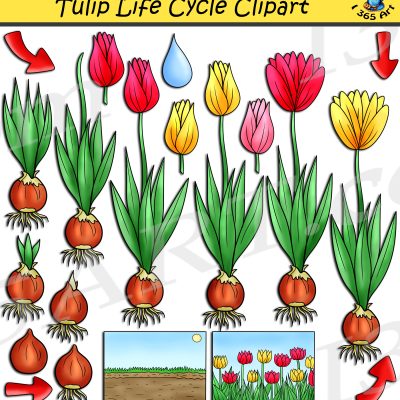 Tulip Life Cycle Clipart