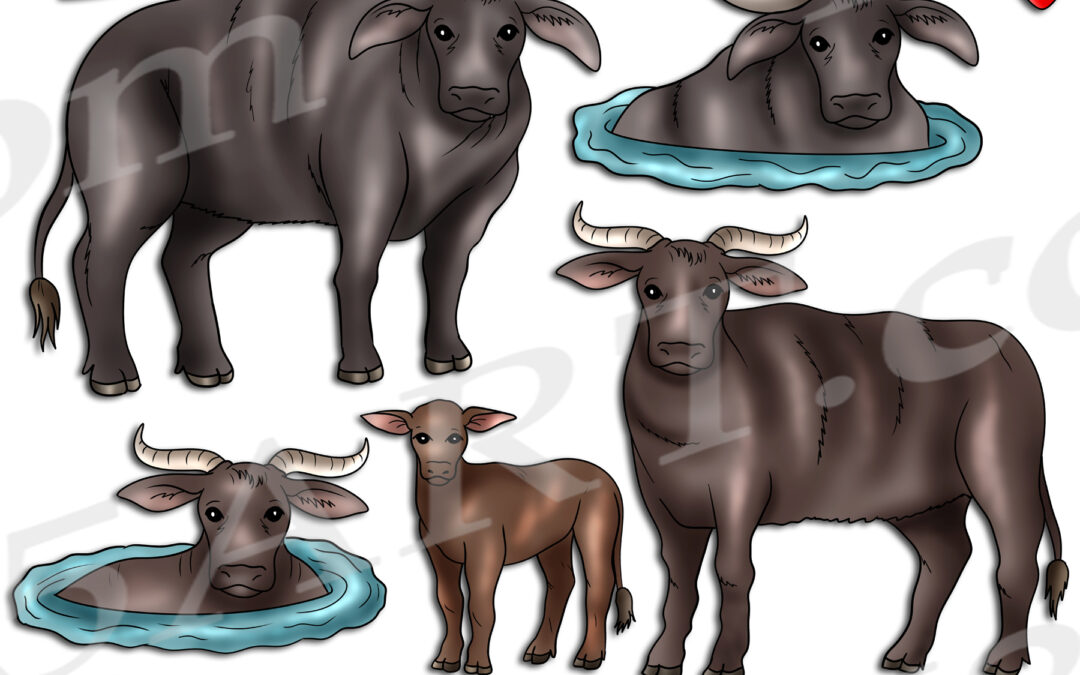 Water Buffalo Life Cycle Clipart Set Download
