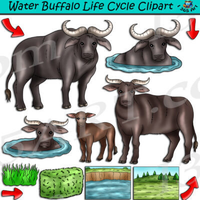 Water Buffalo Life Cycle Clipart