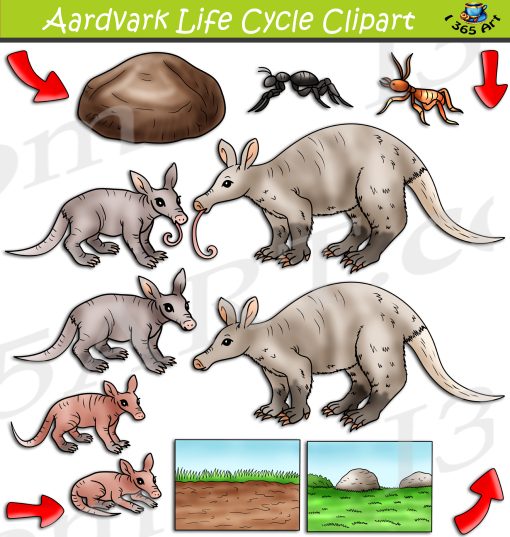 Aardvark Life Cycle Clipart