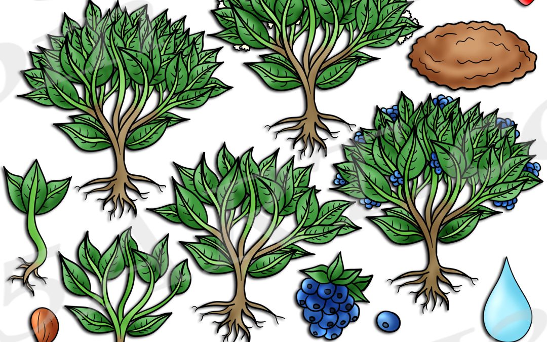 Blueberry Bush Life Cycle Clipart Set Download