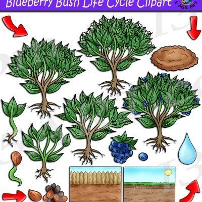 Blueberry Bush Life Cycle Clipart