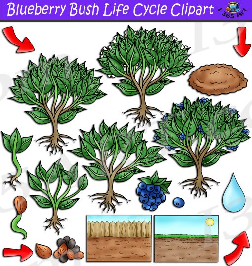 Blueberry Bush Life Cycle Clipart