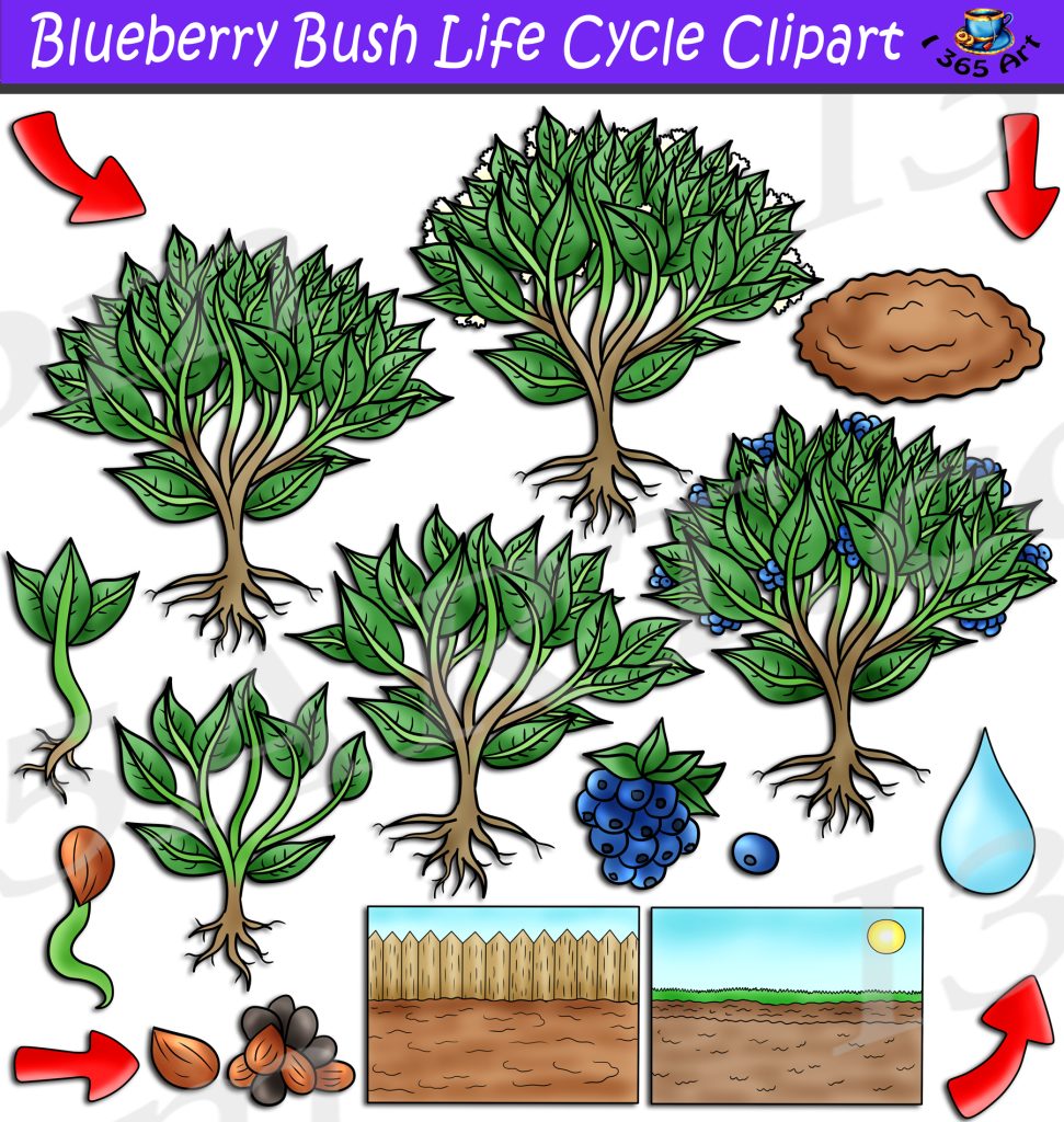 Blueberry Bush Life Cycle Clipart Set Download Clipart 4 School