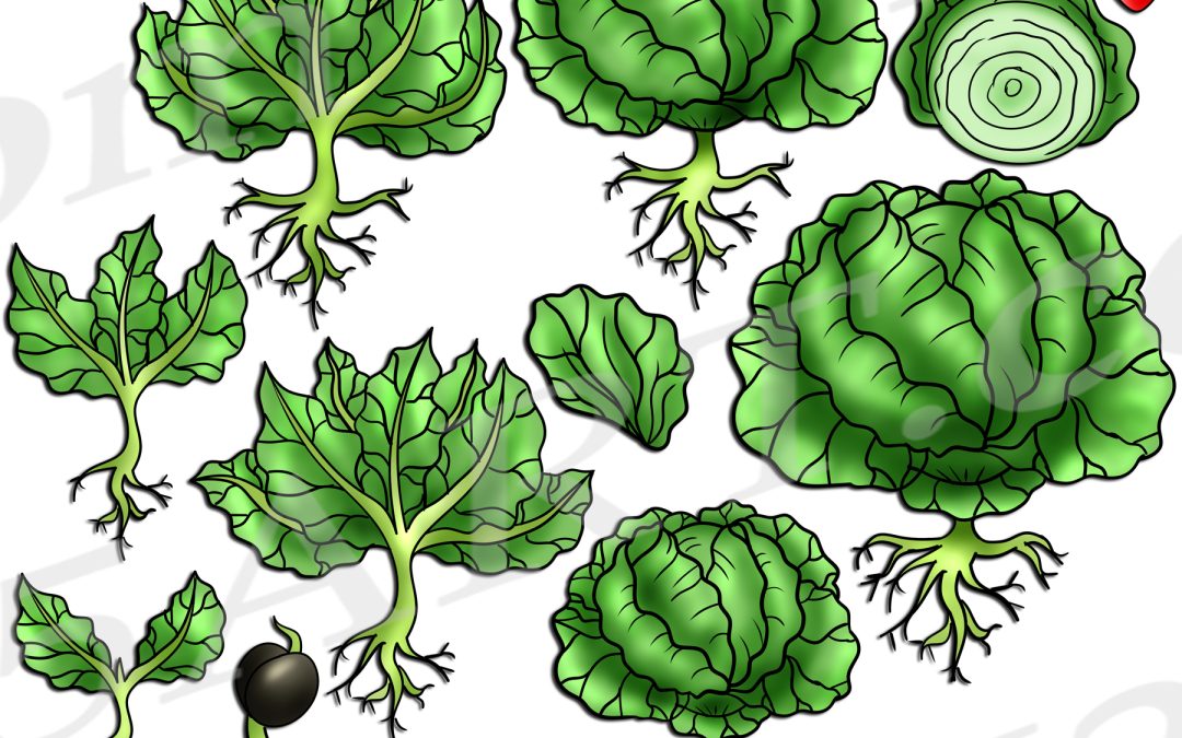 Cabbage Life Cycle Clipart Set Download