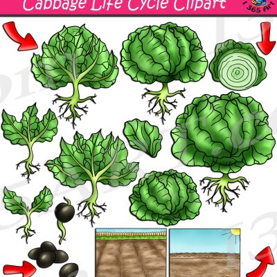 Cabbage Life Cycle Clipart
